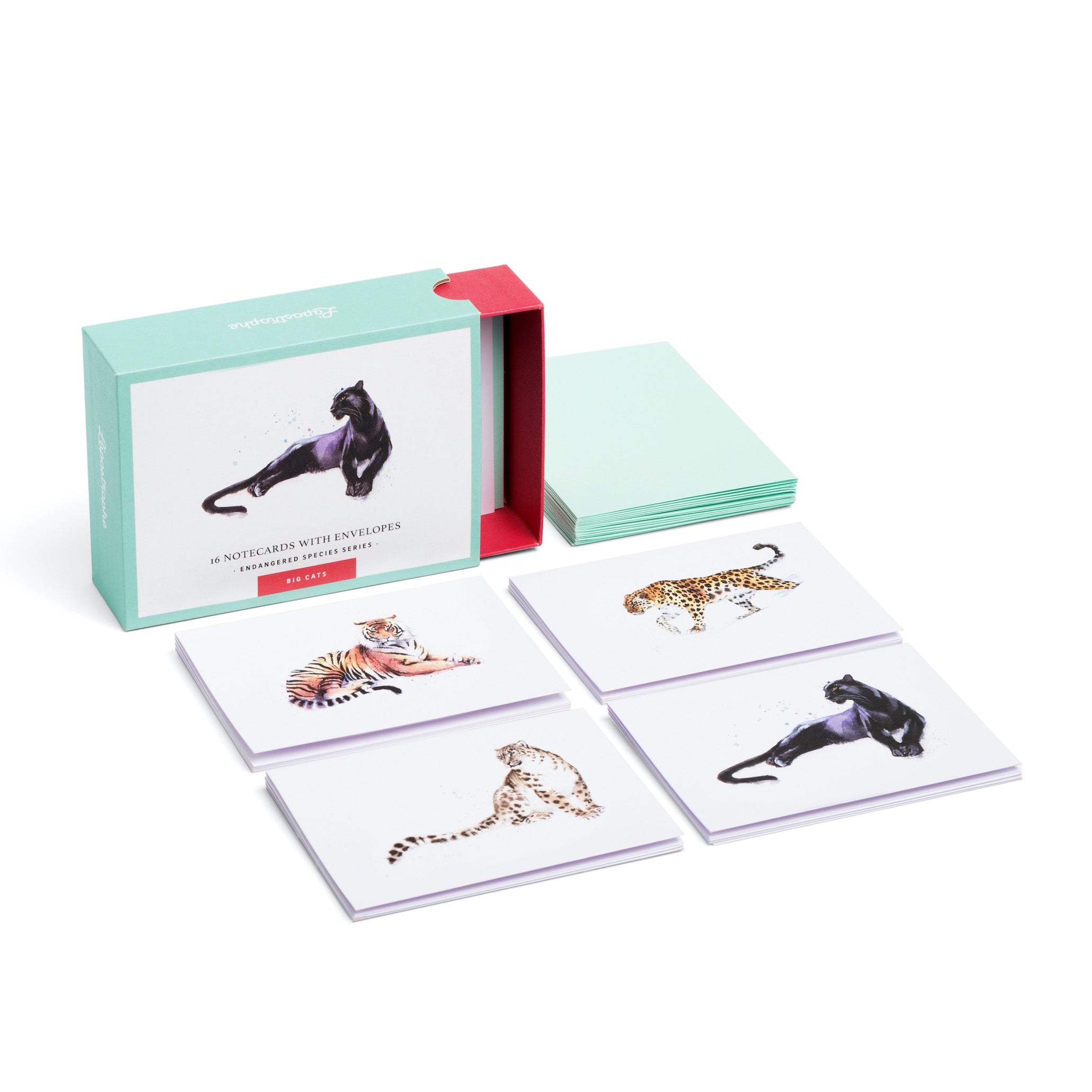 Big Cats | 16 Note Cards
