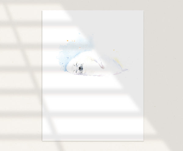 Baby Seal